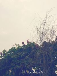 Low angle view of trees against sky