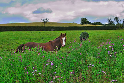 View of an animal on field