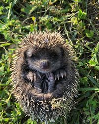 Close-up of an animal on field