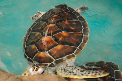 Close-up of turtle swimming in sea