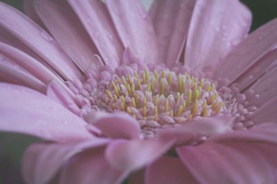 Detail shot of a flower