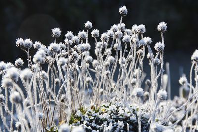 Close-up of thistle flowers on field