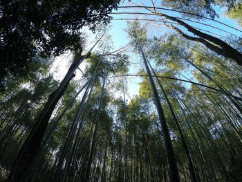 Low angle view of bamboo trees in forest