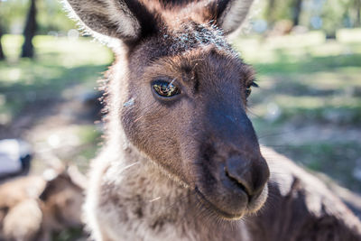 Close-up portrait of deer