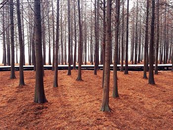 Bare trees against the sky