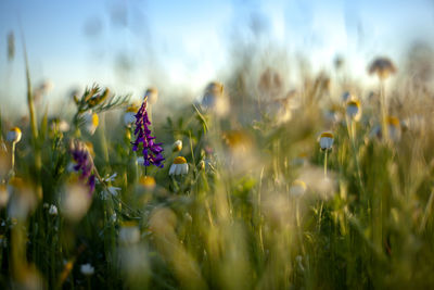 Close-up of purple flowering plants on field