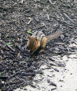 Bird on tree stump