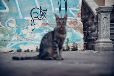 Close-up of cat sitting on floor