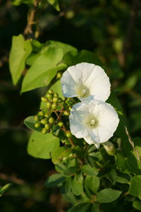 Close-up of white flower