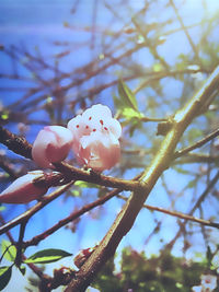 Close-up of flower tree against sky