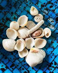 High angle view of seashells on table