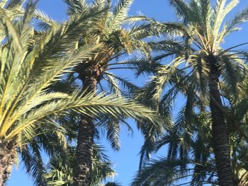 Low angle view of palm trees against sky