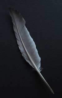 High angle view of feather against black background