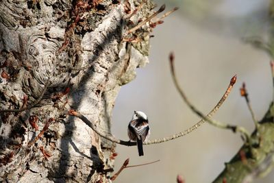 Bird perching on a tree