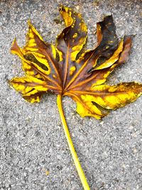 Close-up of maple leaf