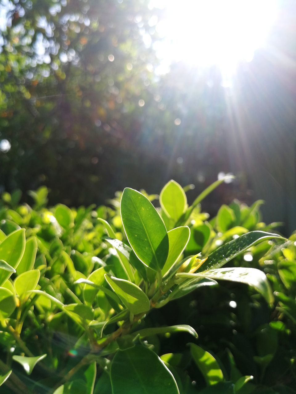 SUNLIGHT STREAMING THROUGH LEAVES