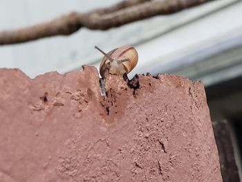 Close-up of insect