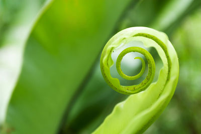 Close-up of spiral leaf