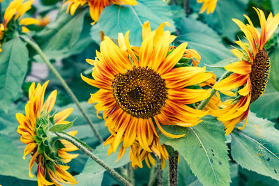 Close-up of sunflowers blooming outdoors