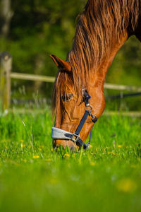 Close-up of horse on field