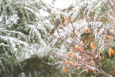 Close-up of frozen tree during winter