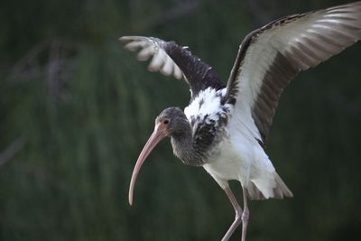 Close-up of a bird flying