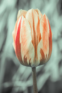 Close-up of red tulip