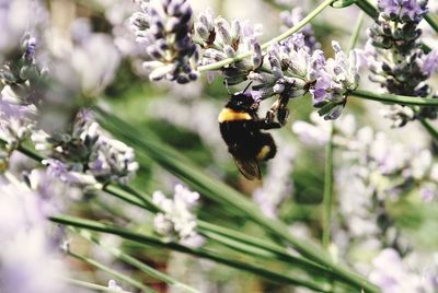 Close-up of honey bee on flower