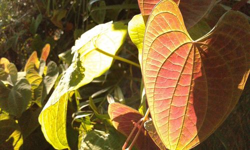 Close-up of butterfly on leaf
