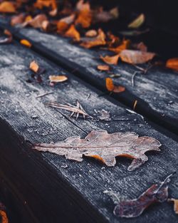 High angle view of dry leaves on wood