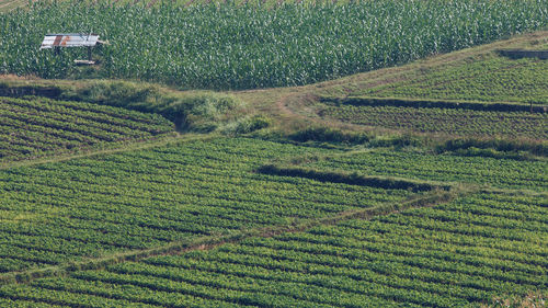 High angle view of agricultural field