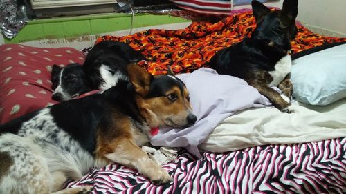 High angle view of dogs relaxing on bed at home