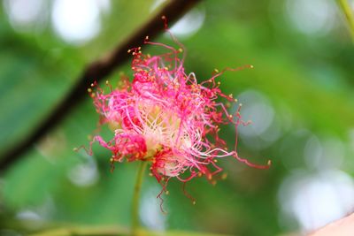 Close-up of pink flowers