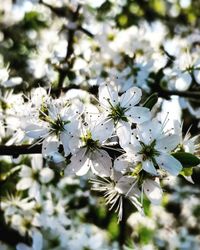 Close-up of white cherry blossoms in spring