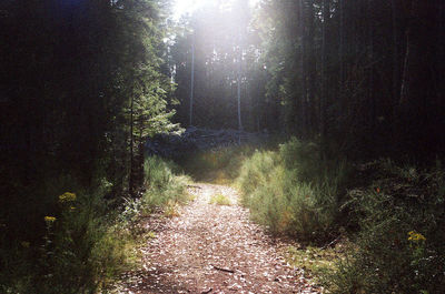 Dirt road passing through forest