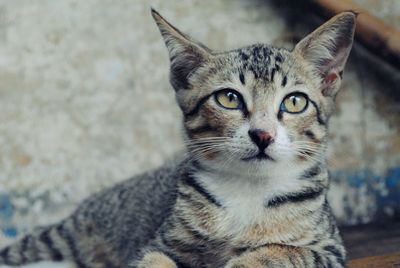 Close-up portrait of cat