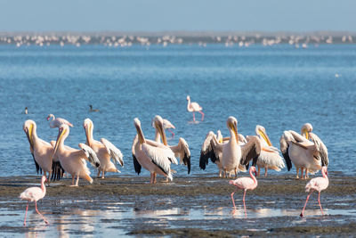 Flock of birds in sea