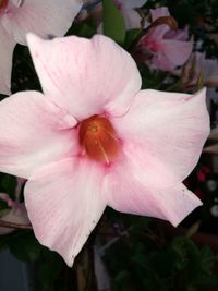 Close-up of pink flower blooming outdoors