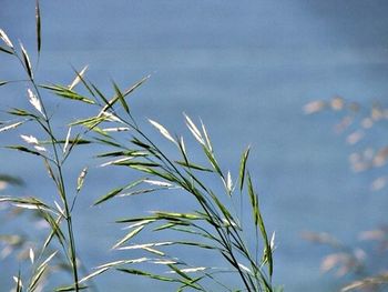 Close-up of plant against sky