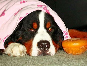 Close-up portrait of dog