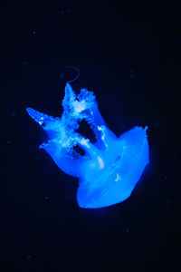 Close-up of jellyfish swimming in sea