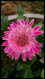 Close-up of pink flower