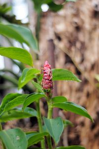 Close-up of red flowering plant