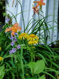 Close-up of yellow flowers blooming outdoors