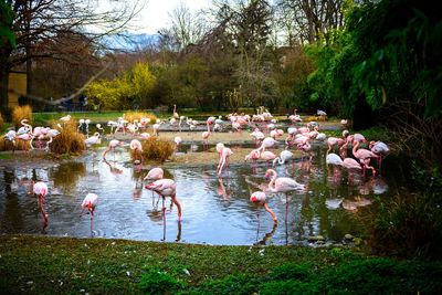 View of birds in lake