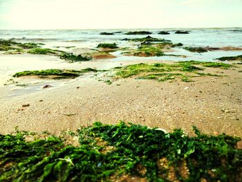 Close-up of moss on beach against sky