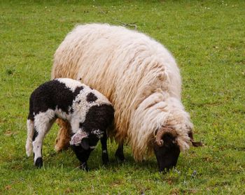 Sheep grazing in a field