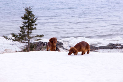 View of a dog on snow covered landscape