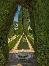 Trees in park