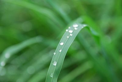 Close-up of water drops on leaf